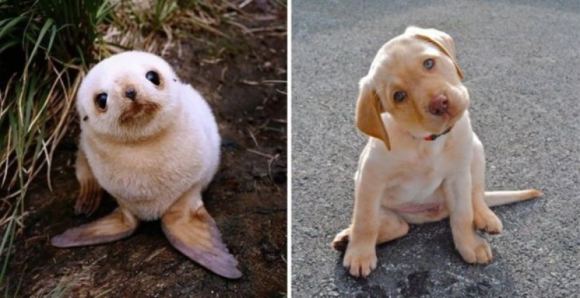 25 adorable photos that will convince you that dogs and seals — relatives