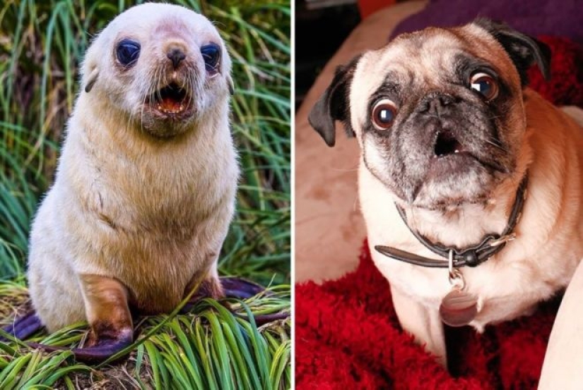 25 adorable photos that will convince you that dogs and seals — relatives