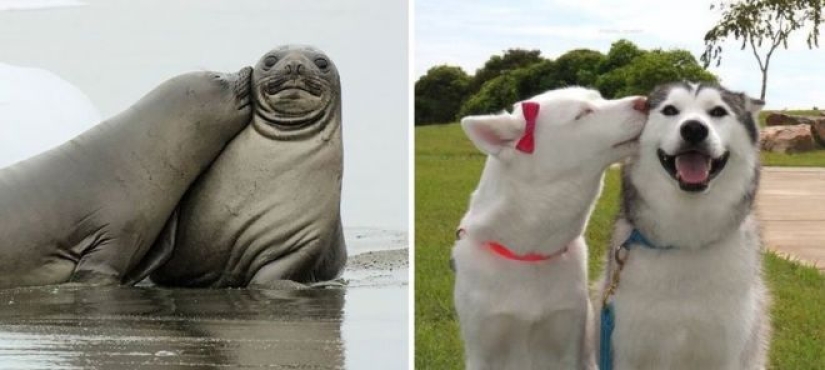 25 adorable photos that will convince you that dogs and seals — relatives