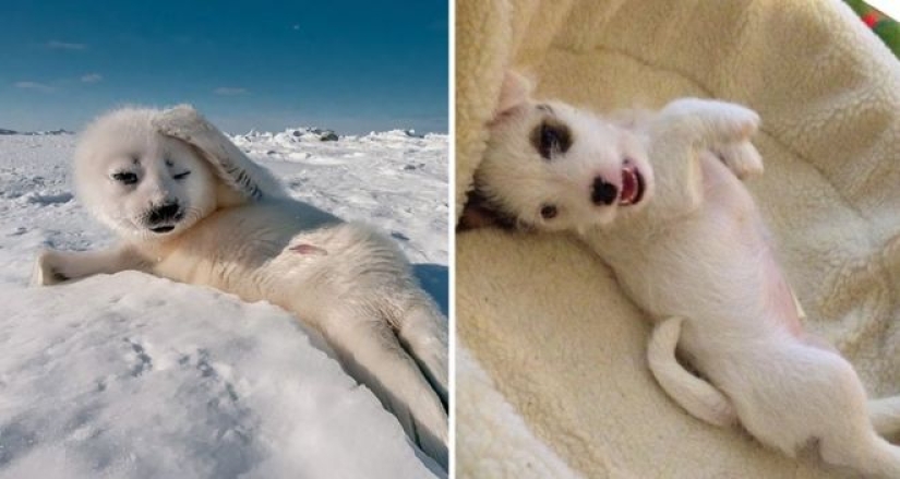 25 adorable photos that will convince you that dogs and seals — relatives