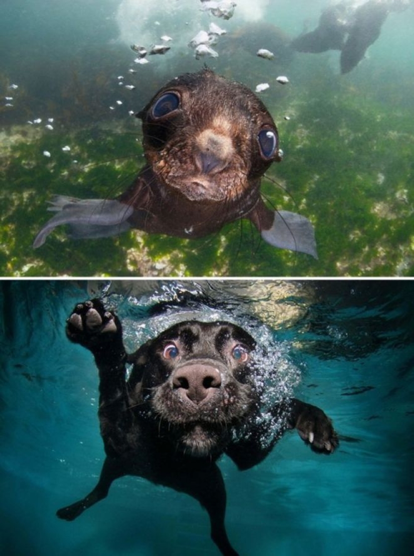 25 adorable photos that will convince you that dogs and seals — relatives