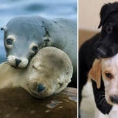 25 adorable photos that will convince you that dogs and seals — relatives