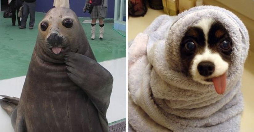 25 adorable photos that will convince you that dogs and seals — relatives