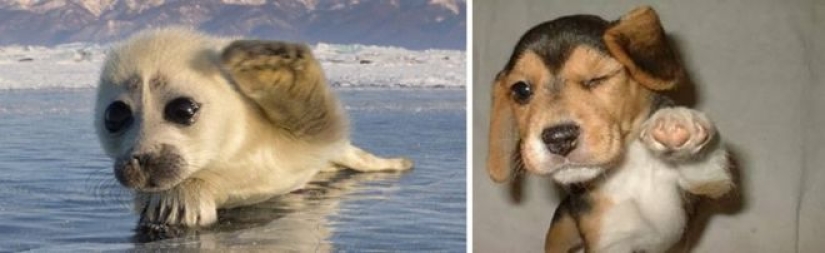 25 adorable photos that will convince you that dogs and seals — relatives