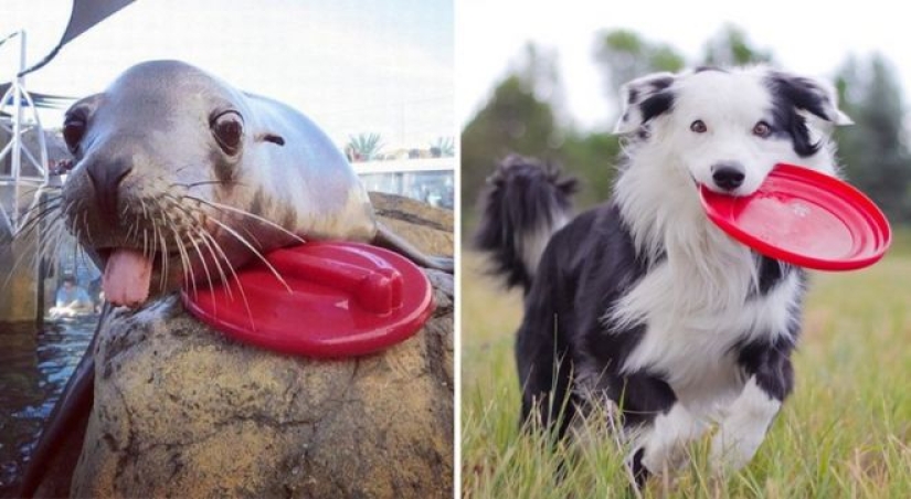 25 adorable photos that will convince you that dogs and seals — relatives