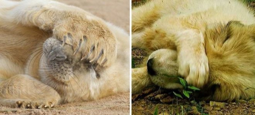 25 adorable photos that will convince you that dogs and seals — relatives