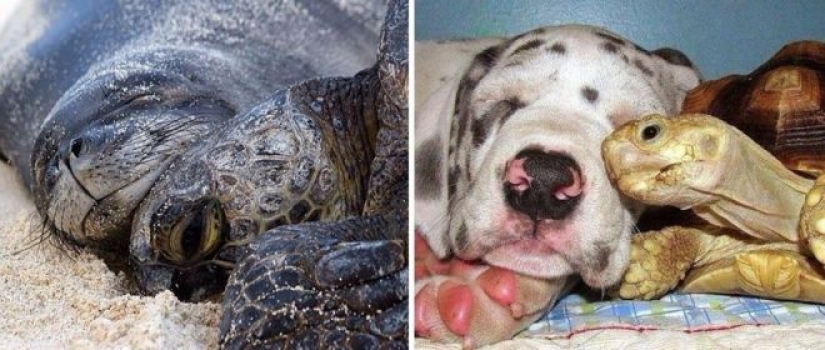 25 adorable photos that will convince you that dogs and seals — relatives