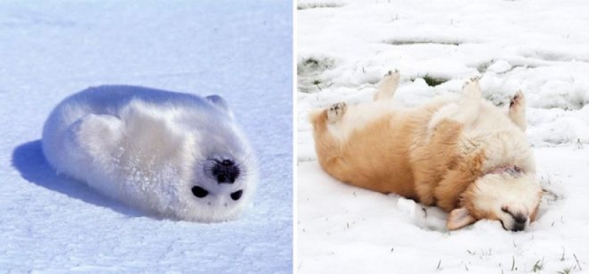 25 adorable photos that will convince you that dogs and seals — relatives