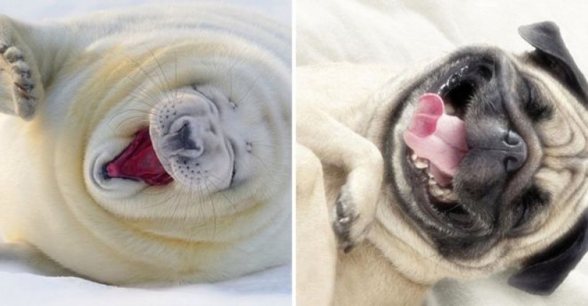 25 adorable photos that will convince you that dogs and seals — relatives