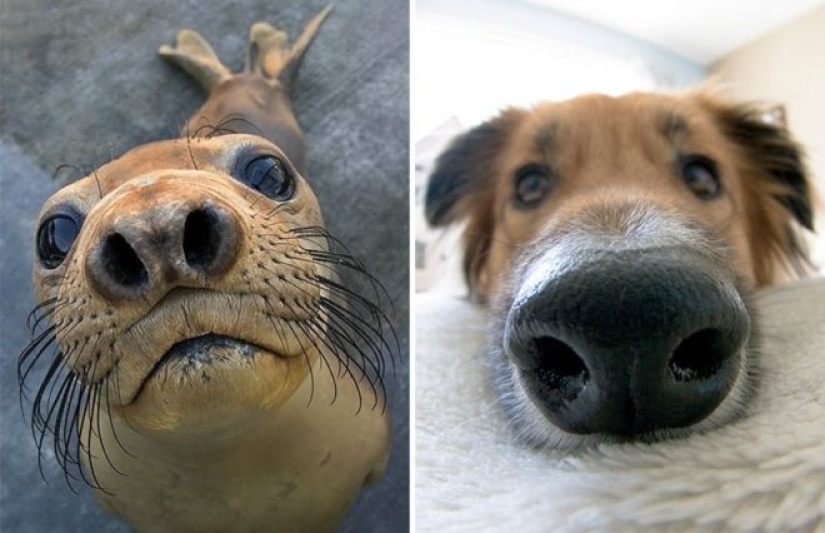 25 adorable photos that will convince you that dogs and seals — relatives