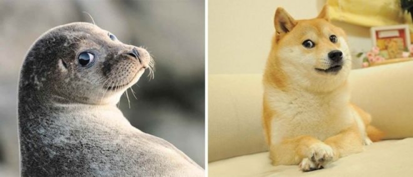 25 adorable photos that will convince you that dogs and seals — relatives