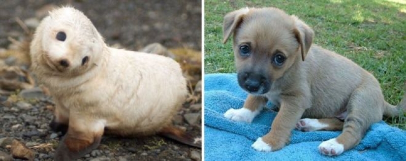 25 adorable photos that will convince you that dogs and seals — relatives