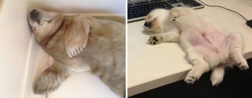 25 adorable photos that will convince you that dogs and seals — relatives