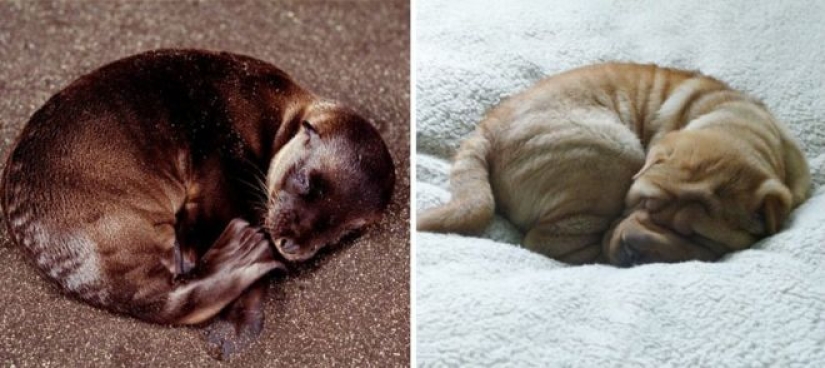 25 adorable photos that will convince you that dogs and seals — relatives