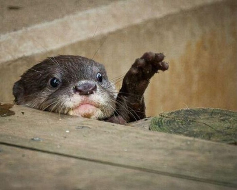 25 amos de animales que te" criarán " para galletas