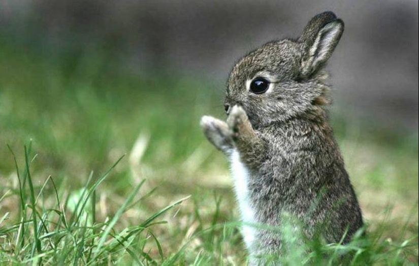 25 amos de animales que te" criarán " para galletas