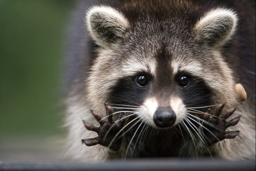 25 amos de animales que te" criarán " para galletas