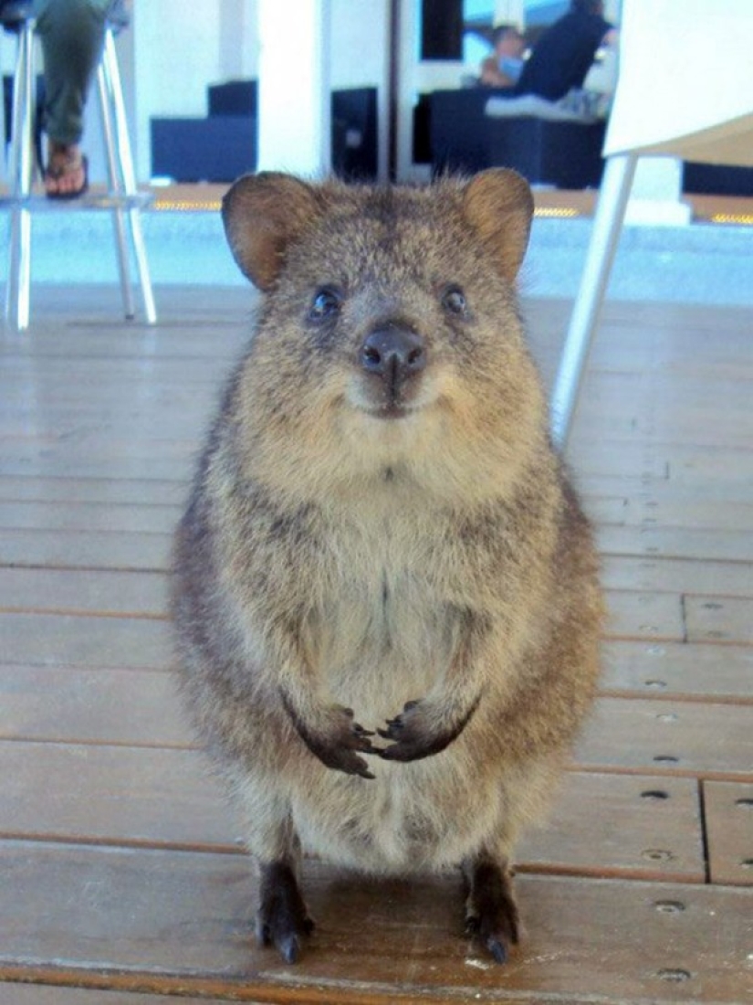 25 amos de animales que te" criarán " para galletas