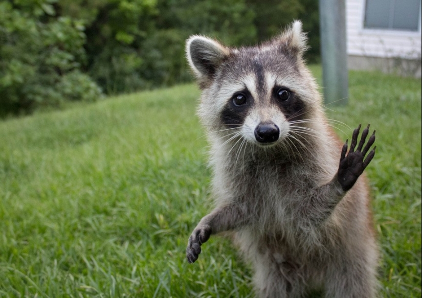 25 animal masters who will "breed" you for cookies