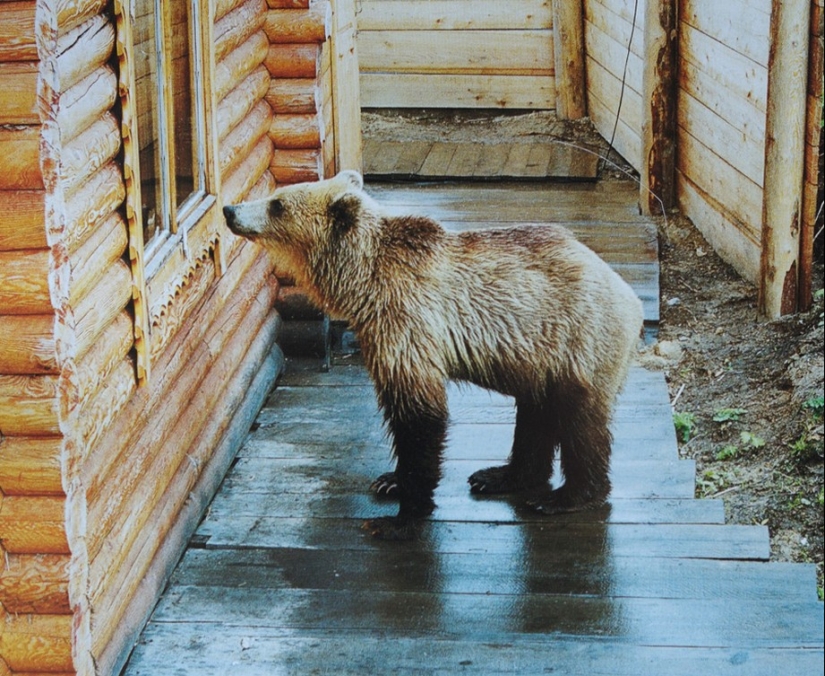 25 animal masters who will "breed" you for cookies