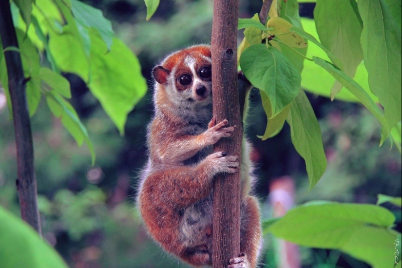 25 animal masters who will "breed" you for cookies