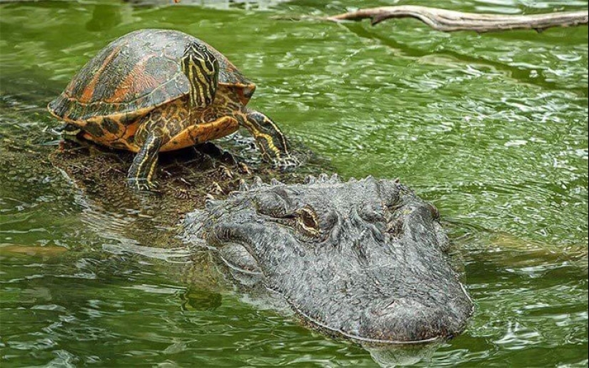 25 animales que parece que quieren apoderarse del mundo