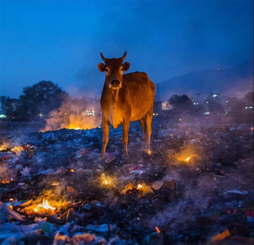 25 animales que parece que quieren apoderarse del mundo