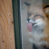 25 animals that lick windows - and steal our hearts!