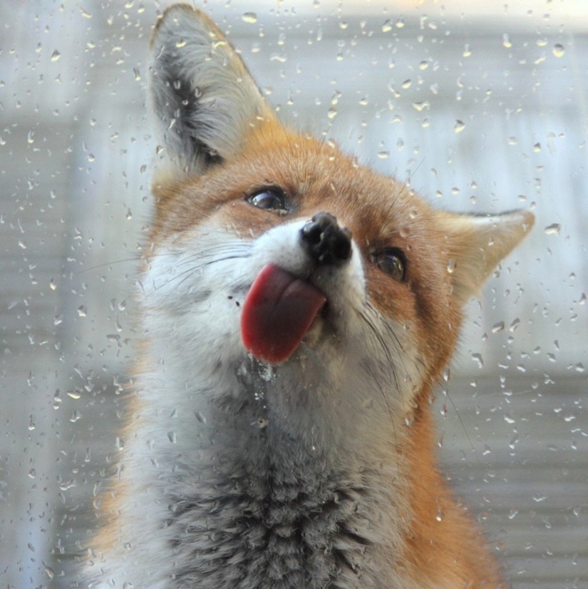 25 animals that lick windows - and steal our hearts!