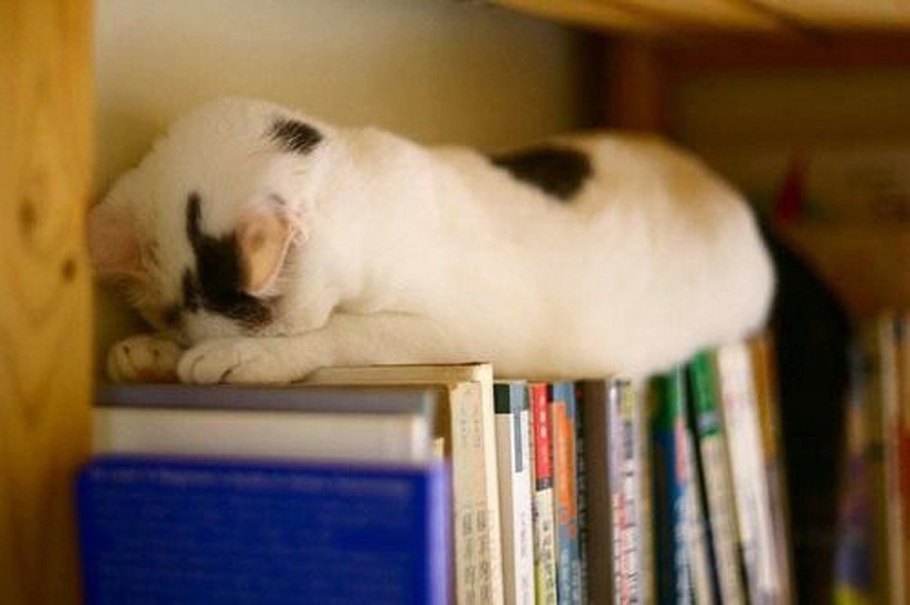 25 cat poses for sleeping