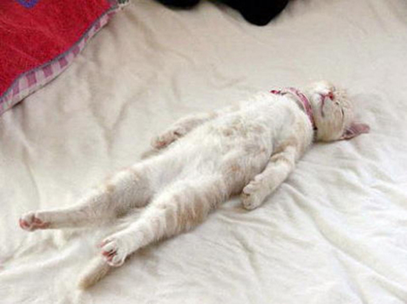 25 cat poses for sleeping