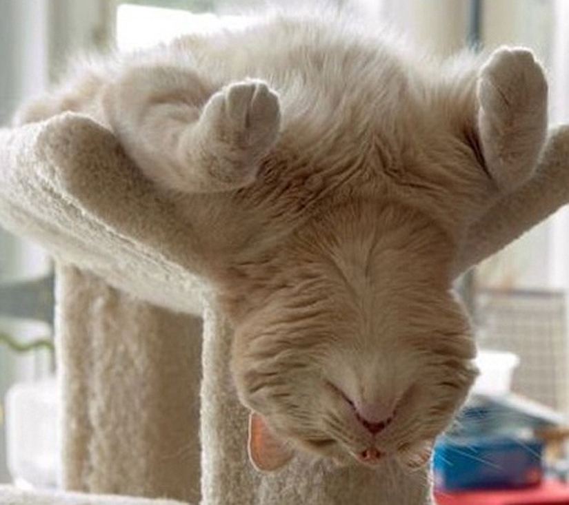 25 cat poses for sleeping