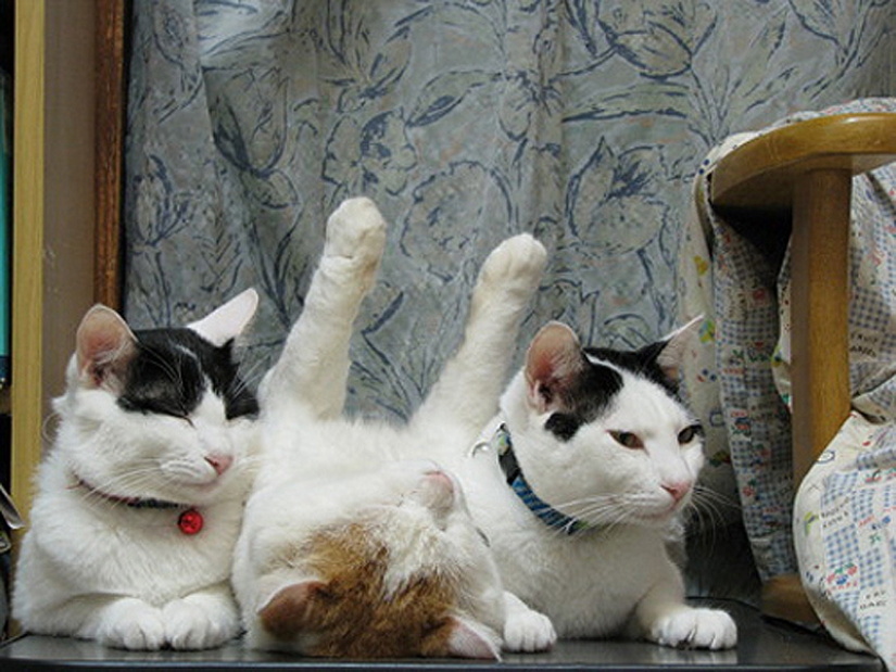 25 cat poses for sleeping