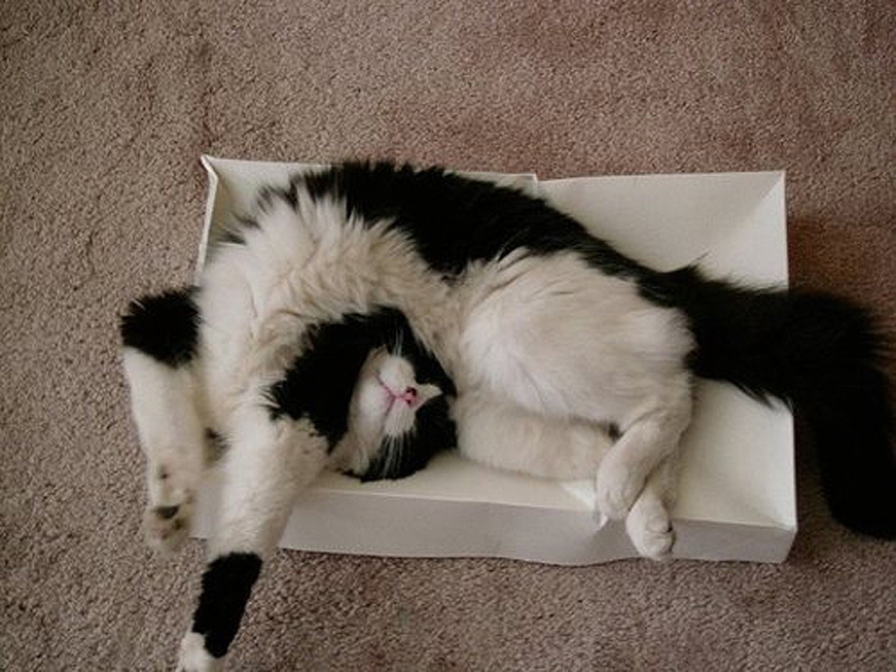 25 cat poses for sleeping