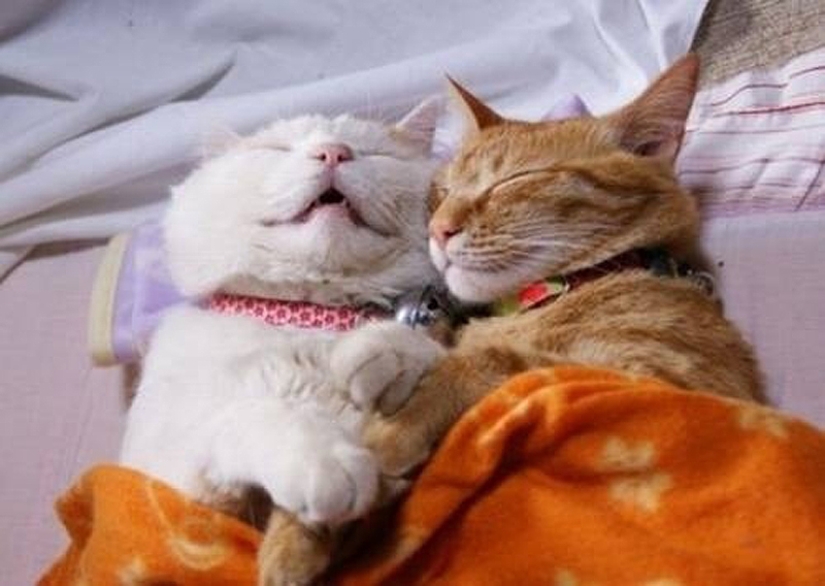 25 cat poses for sleeping