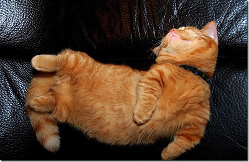 25 cat poses for sleeping