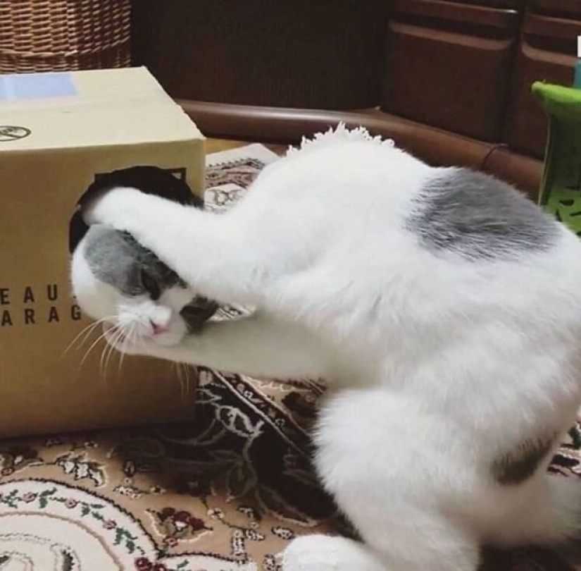 25 cats who got tired of being cute and went to the dark side