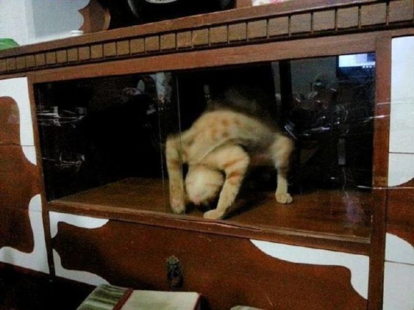 25 cats who got tired of being cute and went to the dark side