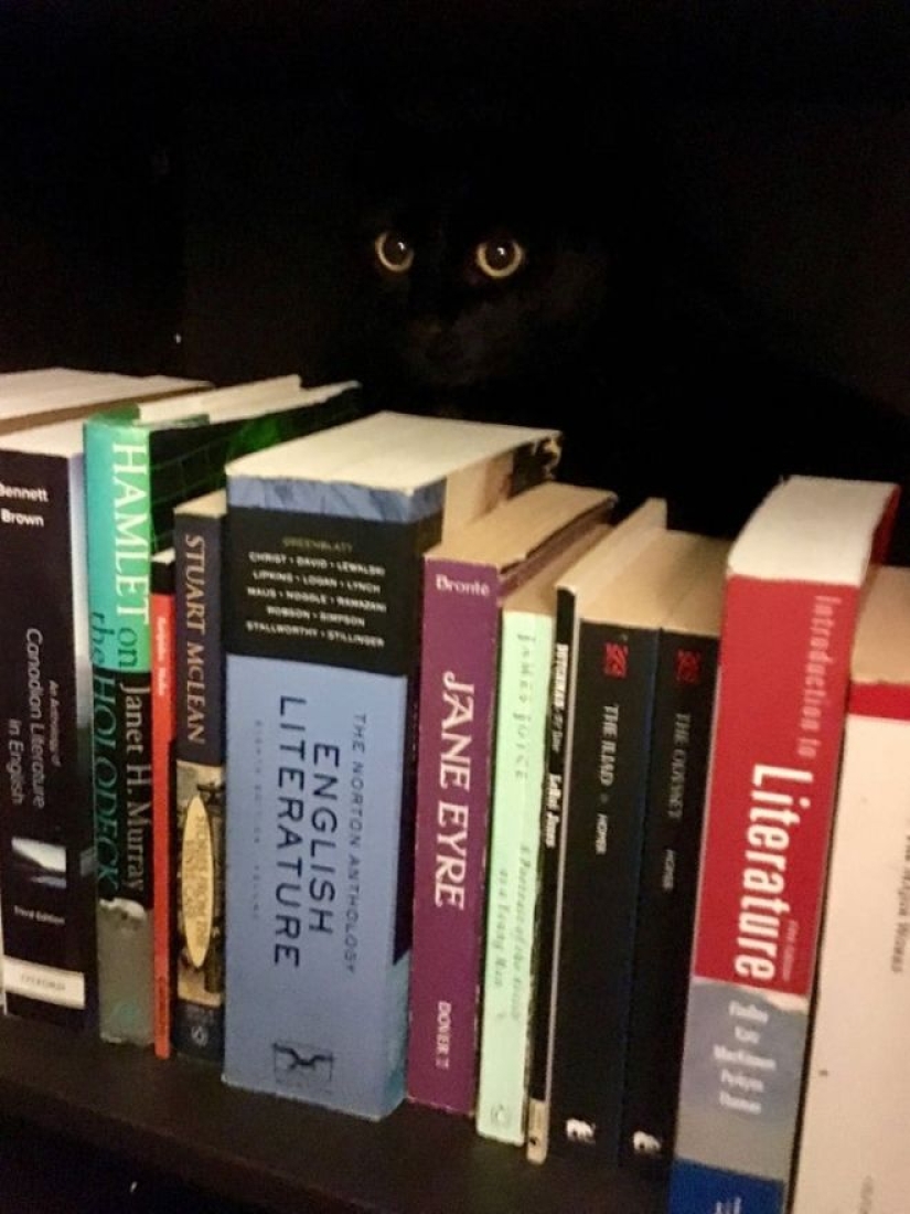 25 cats who got tired of being cute and went to the dark side