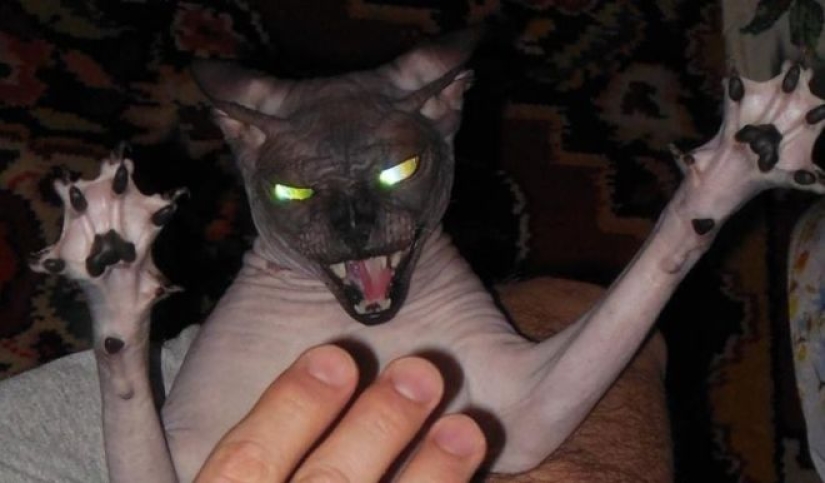 25 cats who got tired of being cute and went to the dark side