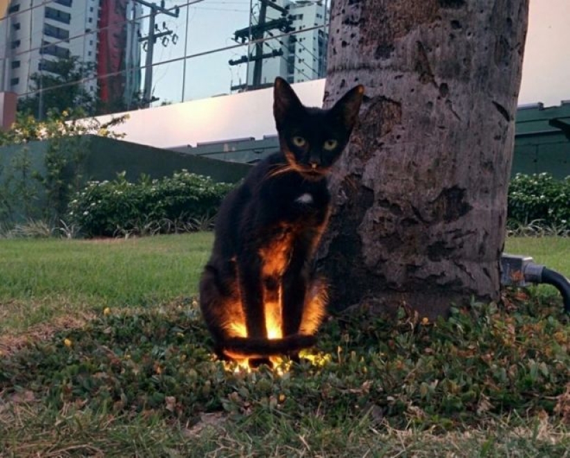 25 cats who got tired of being cute and went to the dark side