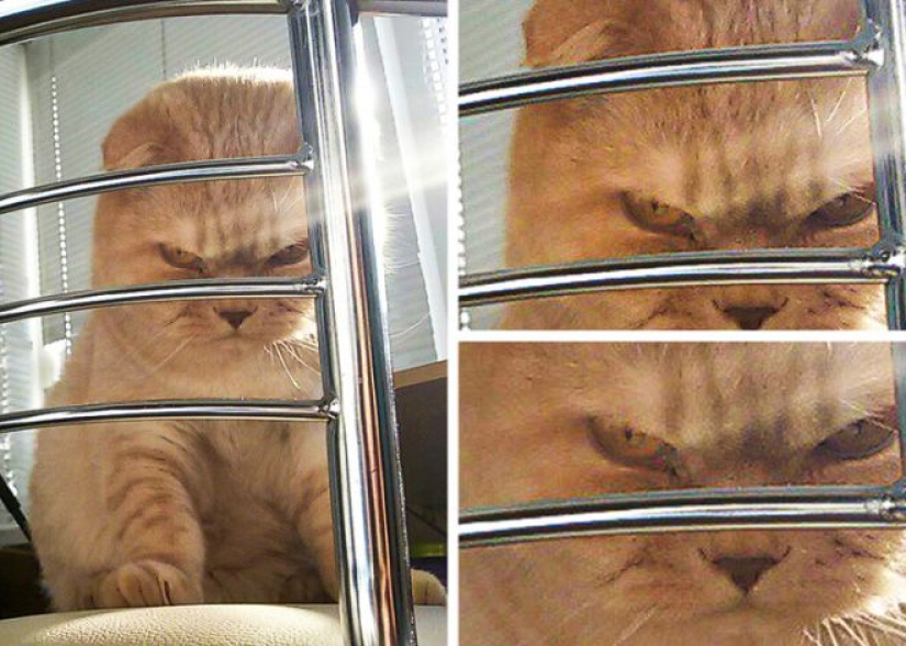 25 cats who got tired of being cute and went to the dark side