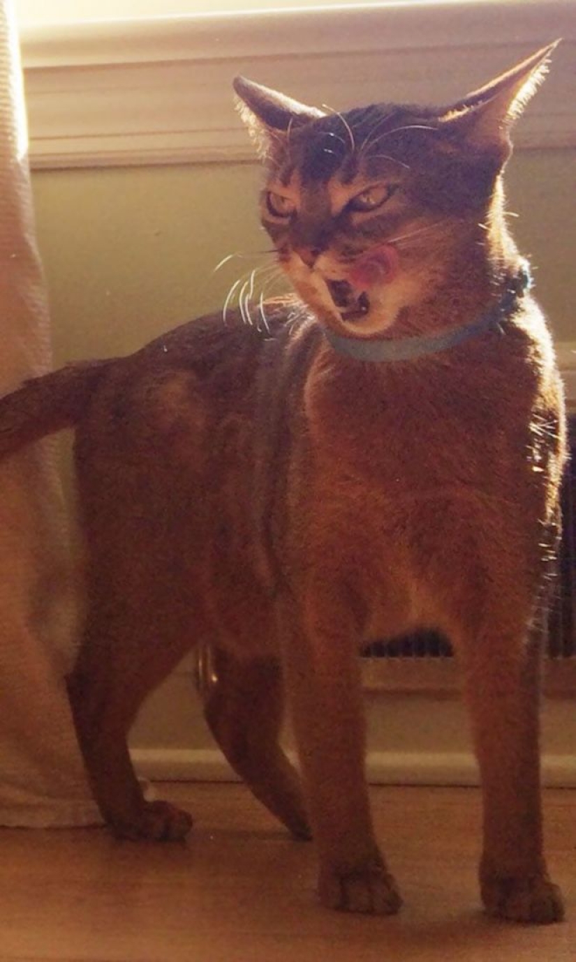 25 cats who got tired of being cute and went to the dark side