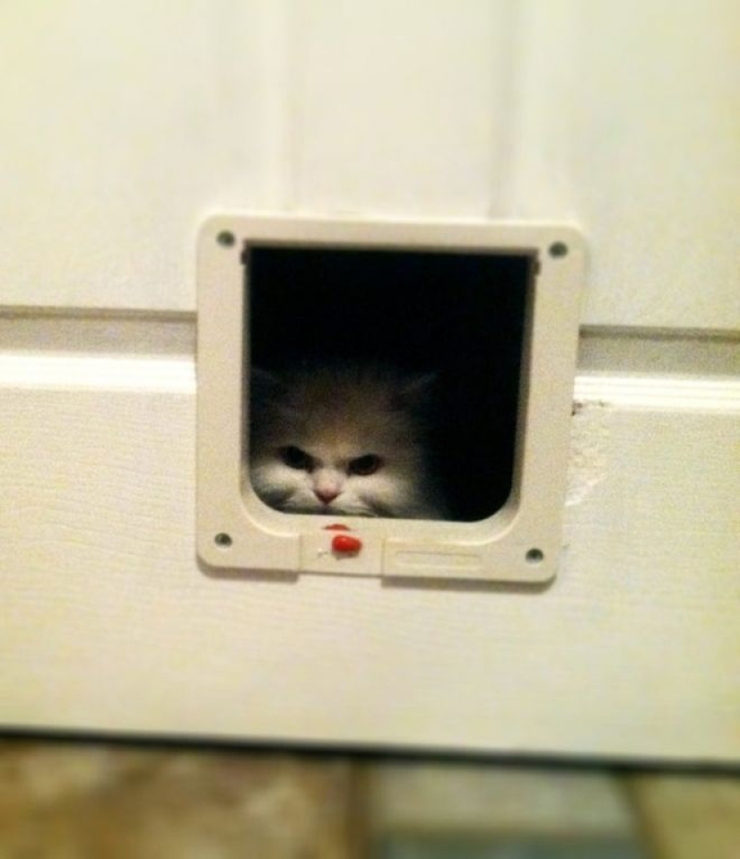 25 cats who got tired of being cute and went to the dark side