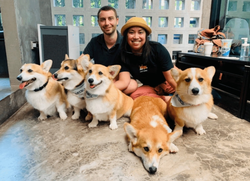 25 Corgi que está muy satisfecho con el comportamiento de sus anfitriones