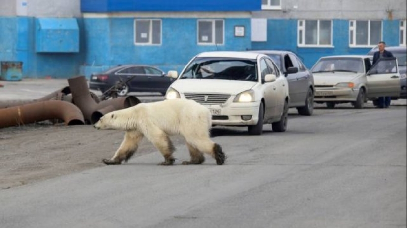 25 divertidas fotos tomadas en algún lugar de Rusia