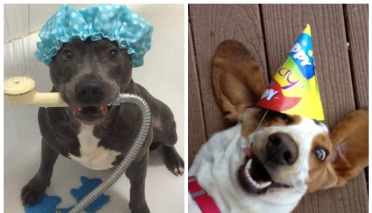 25 dogs that will make your day happier