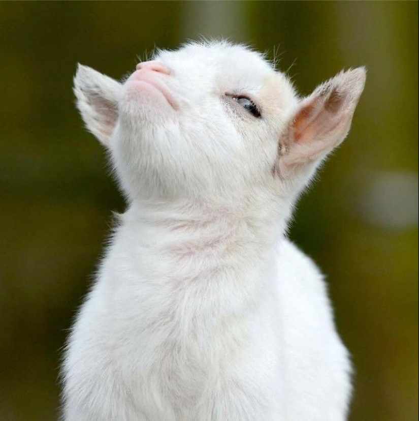 25 fluffy and cute proofs that baby goats can outshine kittens and puppies with their sweetness