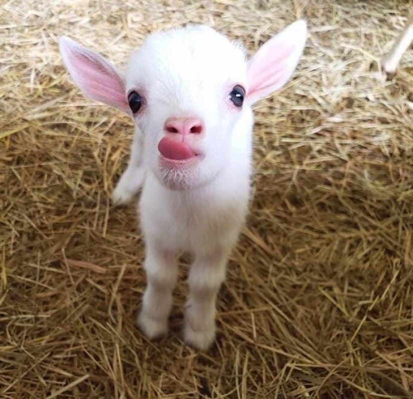 25 fluffy and cute proofs that baby goats can outshine kittens and puppies with their sweetness