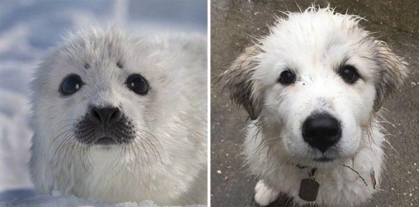 25 fotos adorables que te convenza de que los perros y los sellos de los familiares